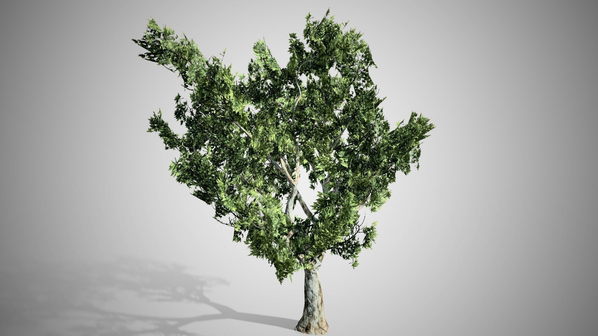 London Plane Tree LODs Low-poly 3D model_2