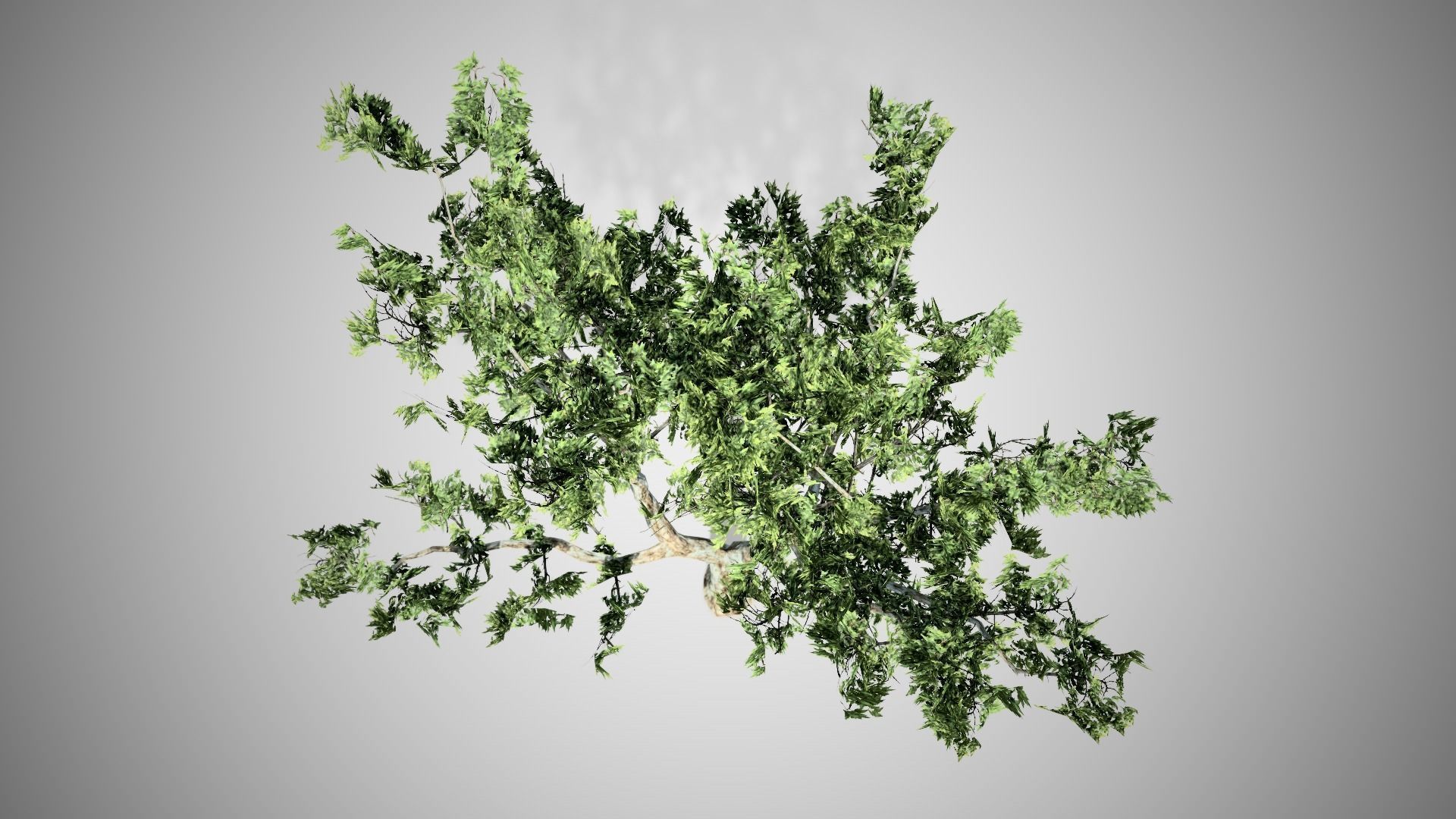 London Plane Tree LODs Low-poly 3D model_4