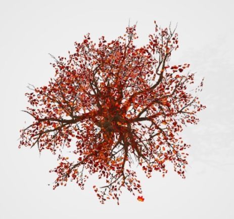 maple autumn tree Free 3D model_1