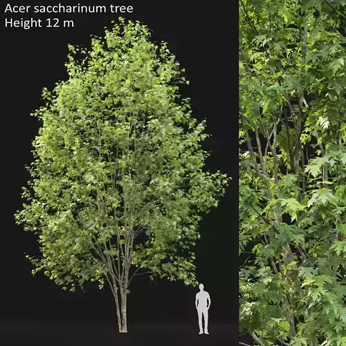 Acer saccharinum 03 H12m