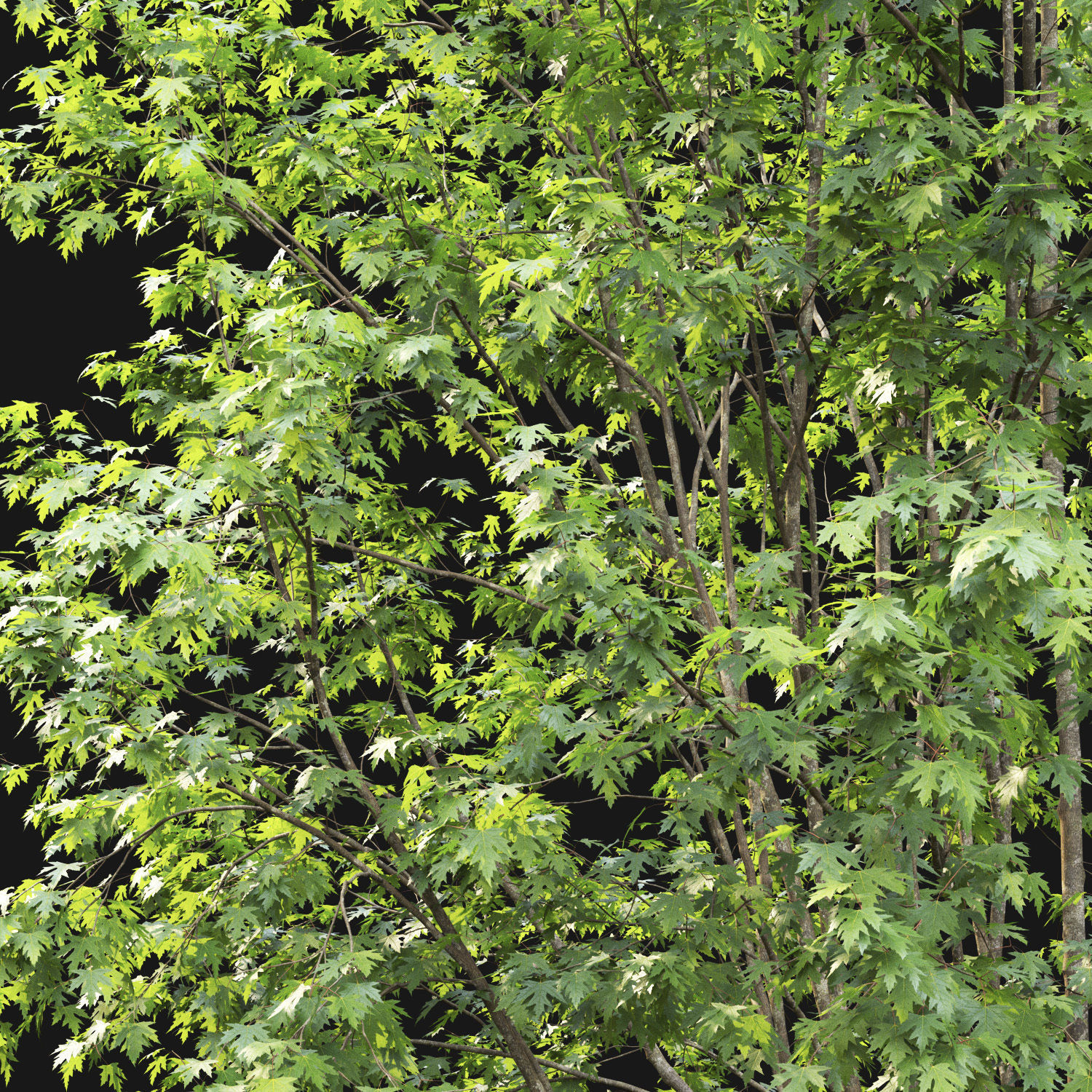 Acer saccharinum 03 H12m 3D model_3