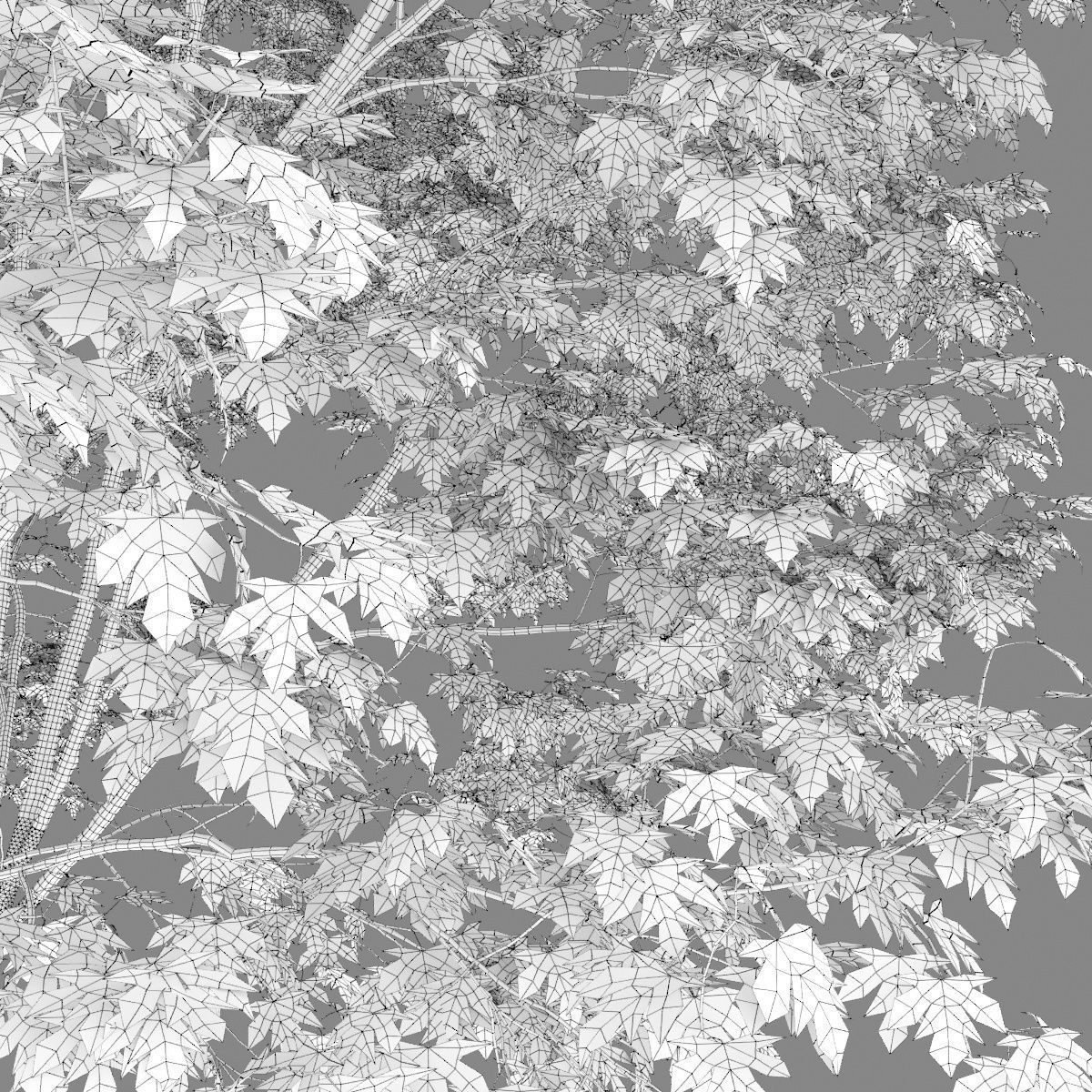 Acer saccharinum 03 H12m 3D model_4