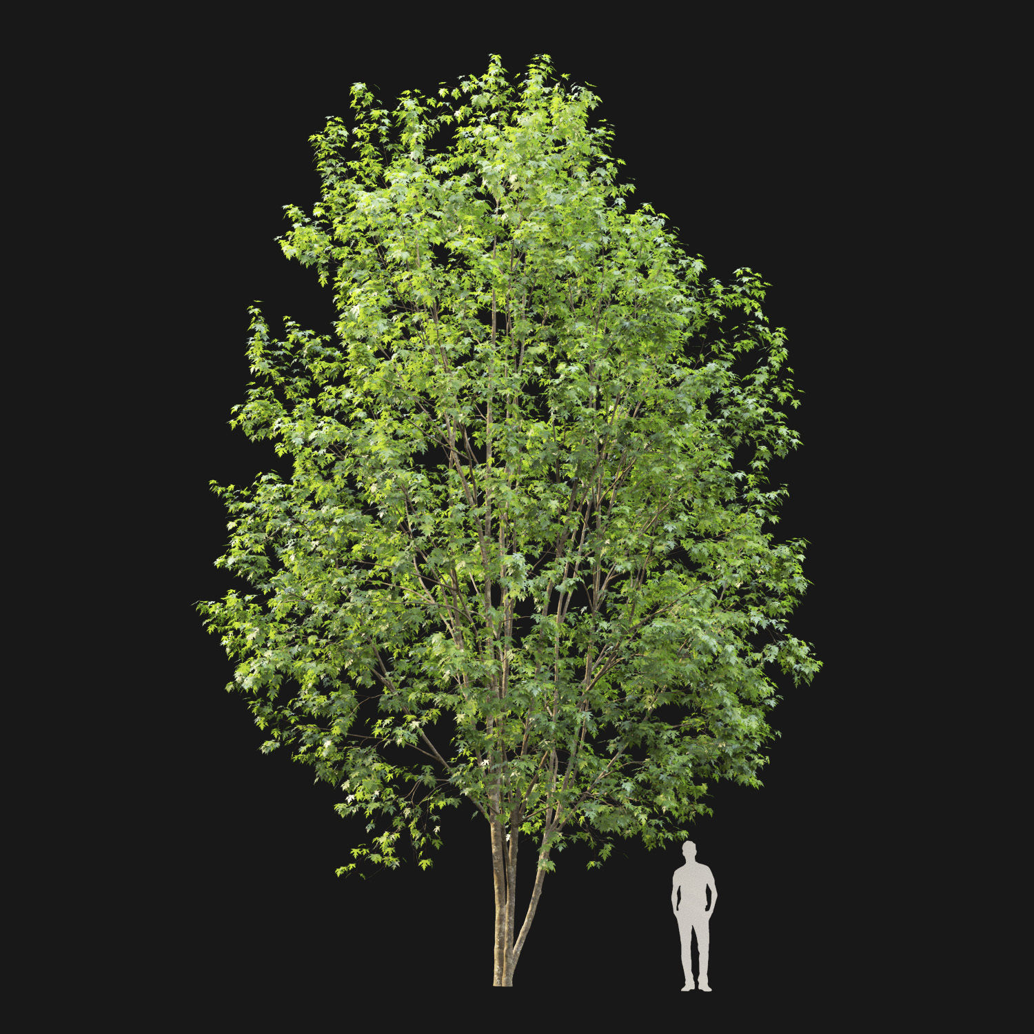 Acer saccharinum 03 H12m 3D model_2