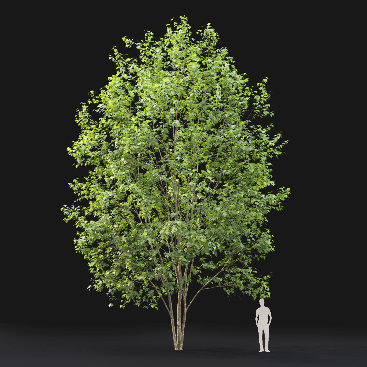Acer saccharinum 03 H12m 3D model_1