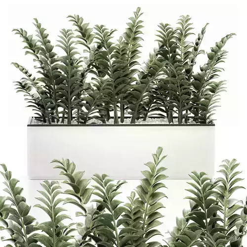 Zamioculcas in pots for the interior 534