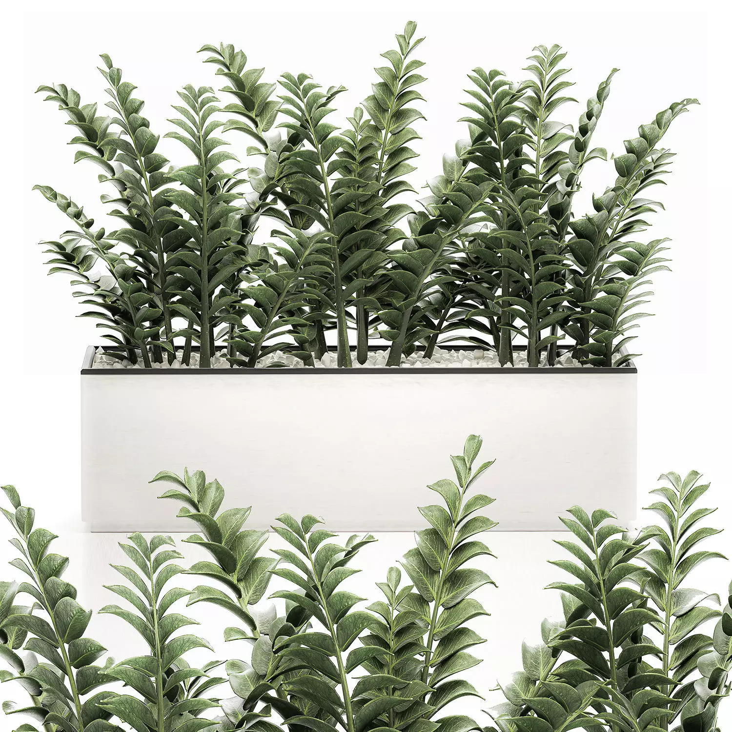 Zamioculcas in pots for the interior 534 3D model