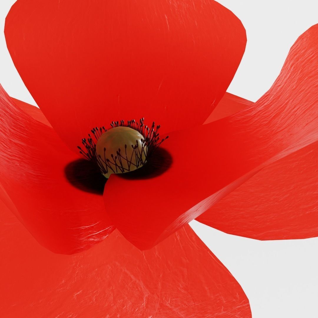 Corn Poppy 3D model_2