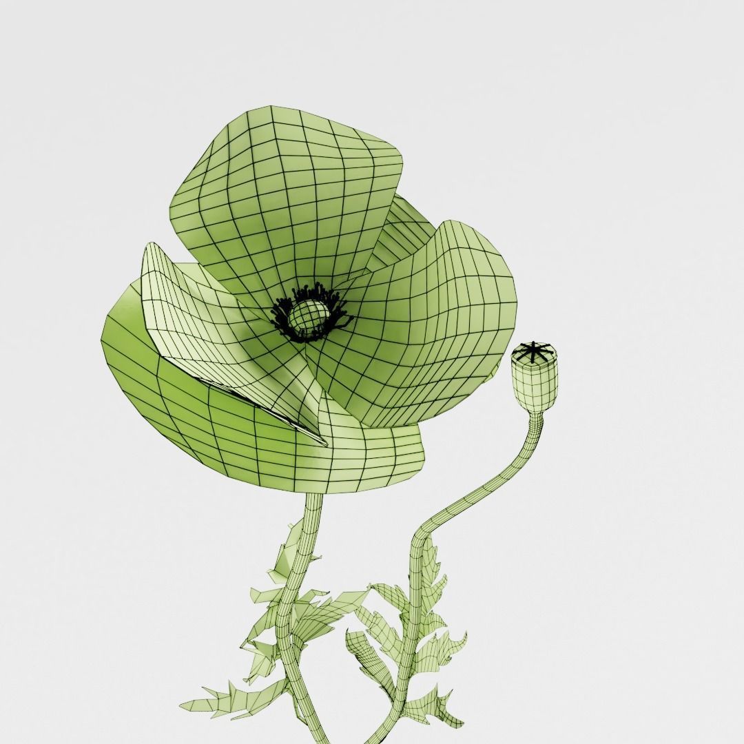 Corn Poppy 3D model_3
