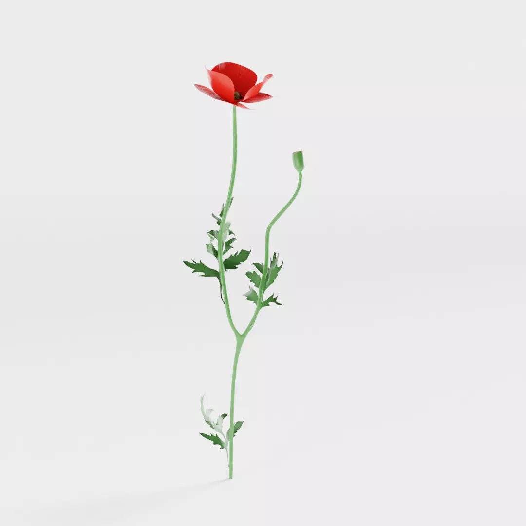 Corn Poppy 3D model_0