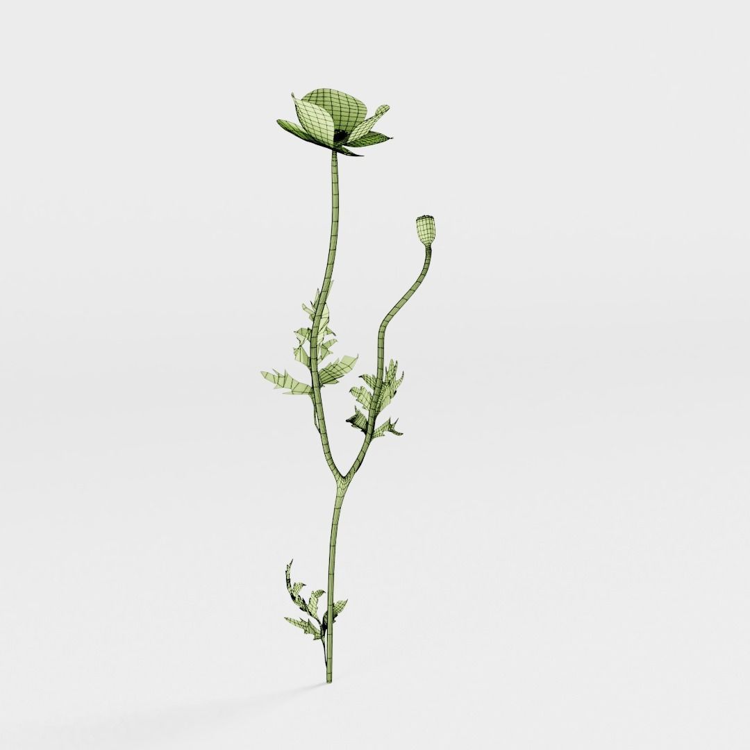 Corn Poppy 3D model_4