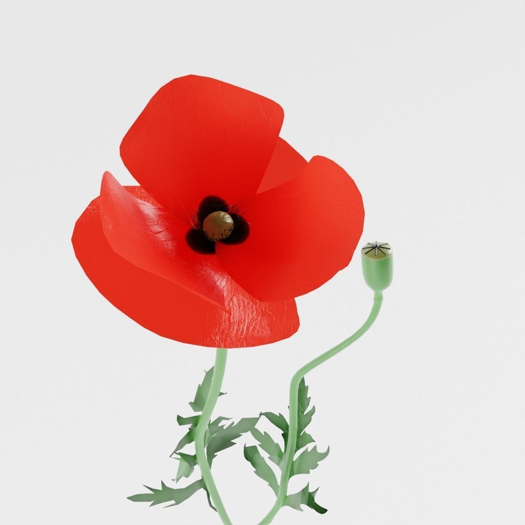 Corn Poppy 3D model_1
