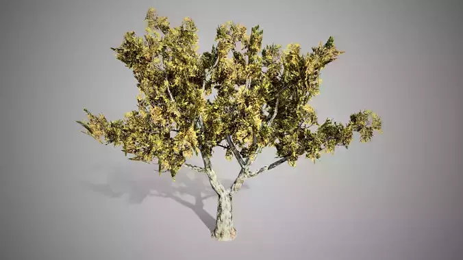 London Plane Fall Tree LODs