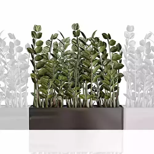 Modular plant Zamioculcas in black vase