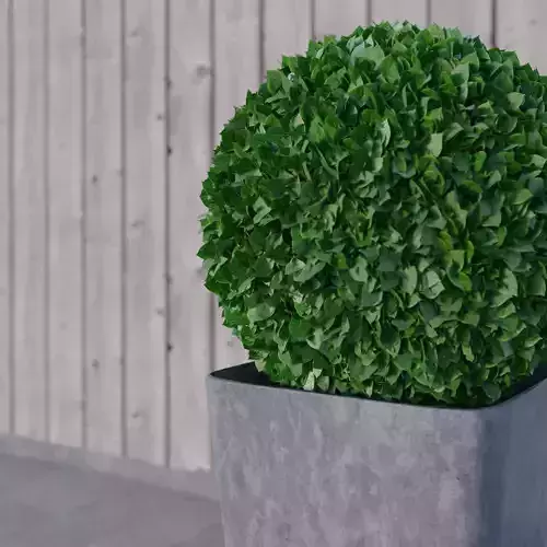 Highly Detailed Box Plant Free 3D model
