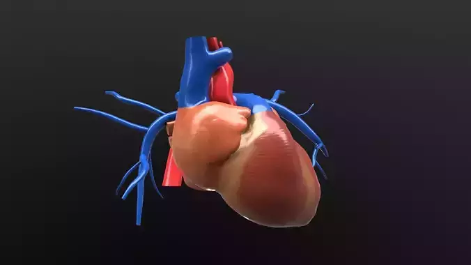 Heart Low-poly 3D model human