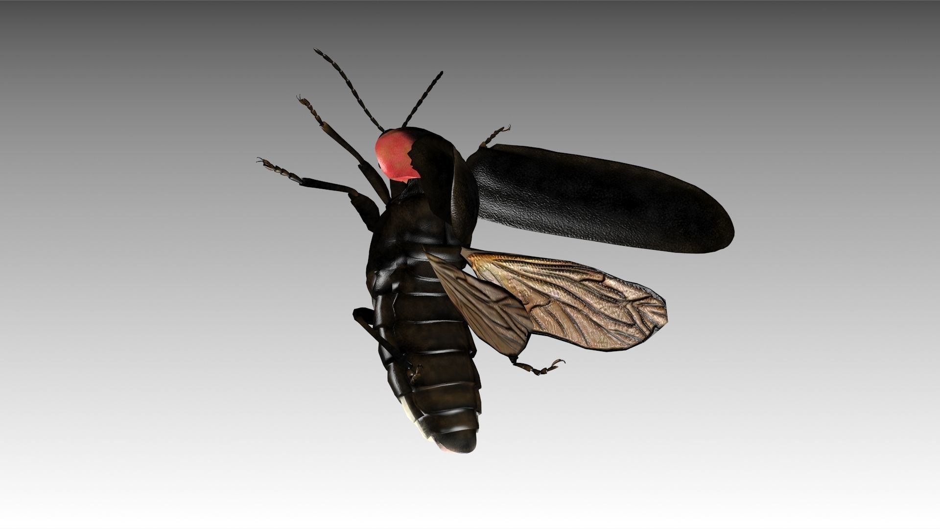 Firefly beetle flying Low-poly 3D model_12