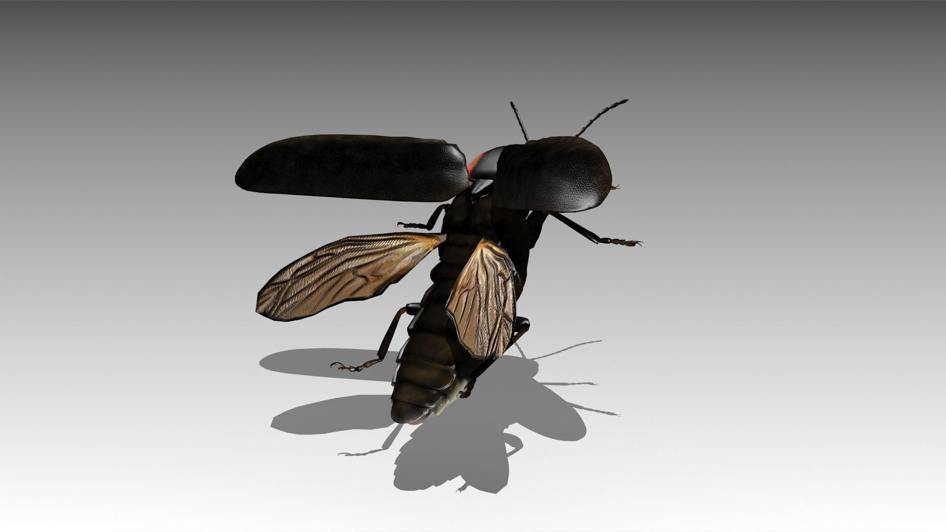 Firefly beetle flying Low-poly 3D model_11