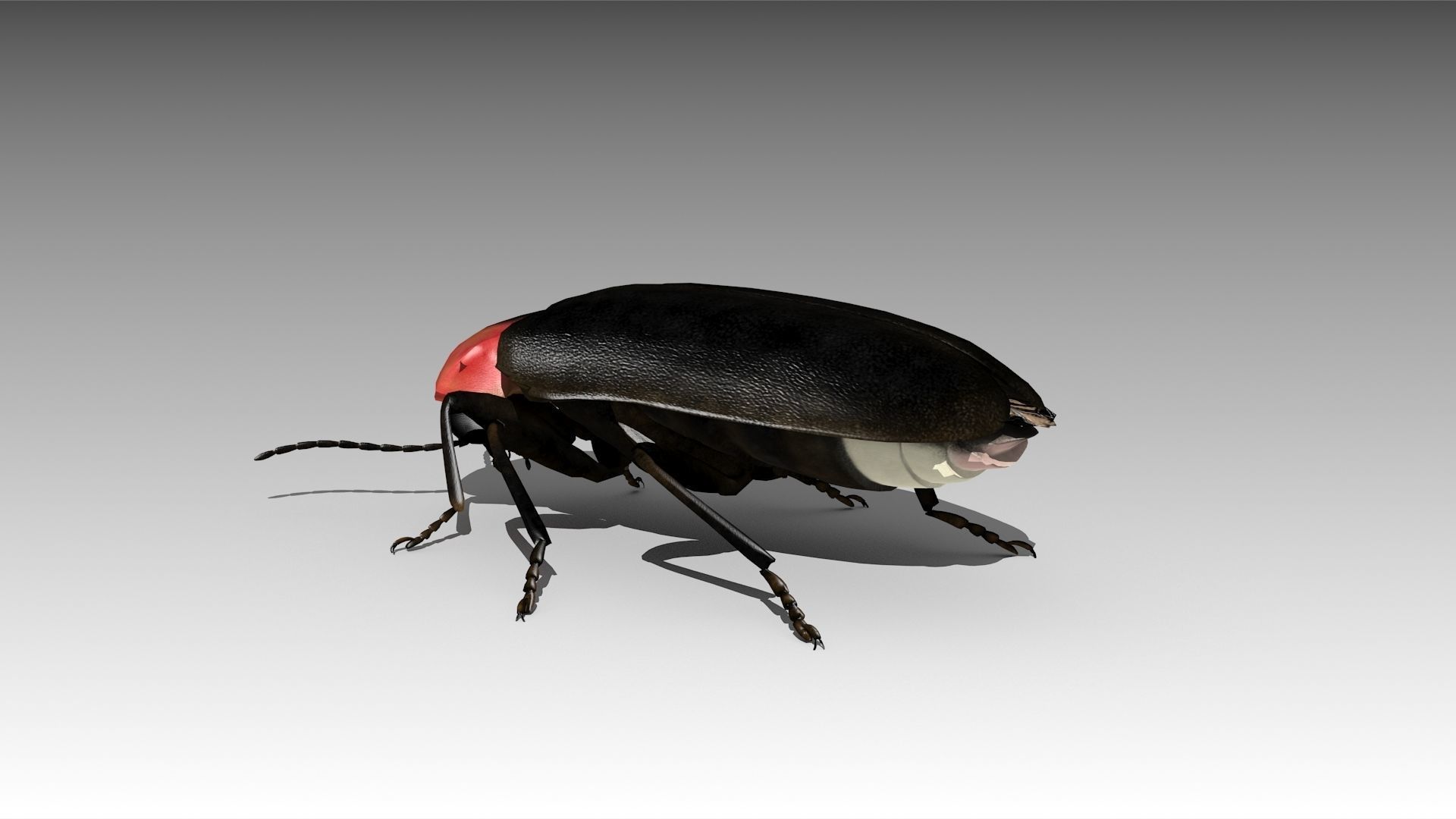 Firefly beetle flying Low-poly 3D model_8