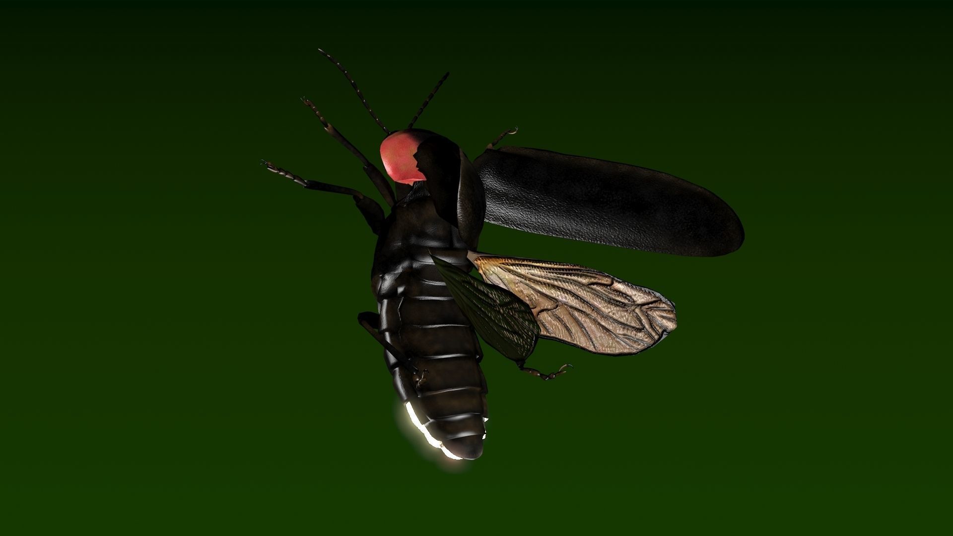 Firefly beetle flying Low-poly 3D model_9
