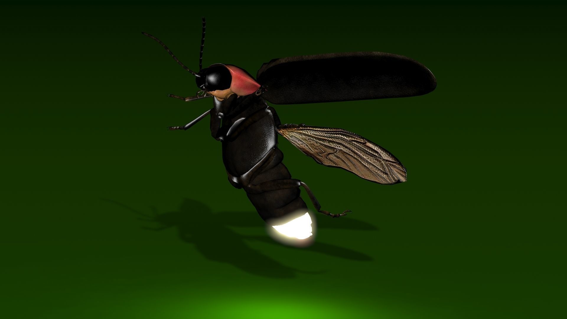 Firefly beetle flying Low-poly 3D model_7