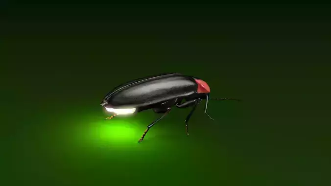 Firefly beetle flying Low-poly 3D model