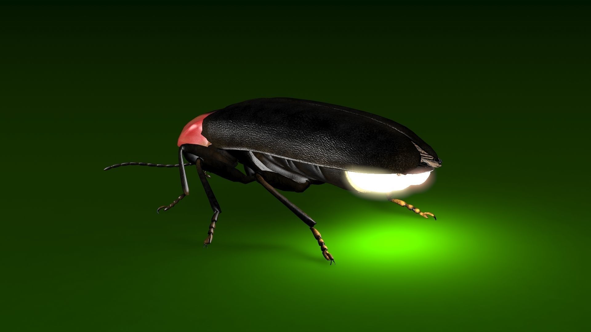 Firefly beetle flying Low-poly 3D model_6