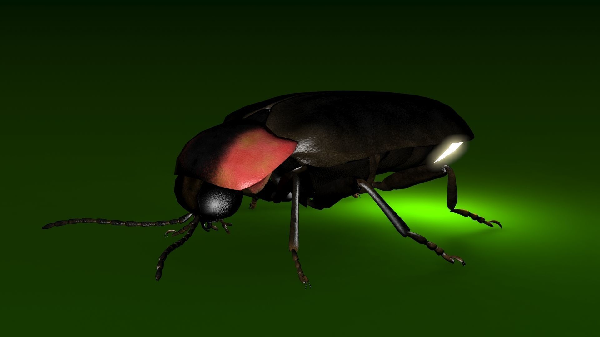 Firefly beetle flying Low-poly 3D model_4