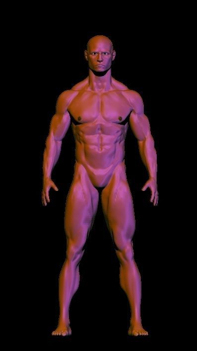 base mesh anatomy for game  Free low-poly 3D model_5