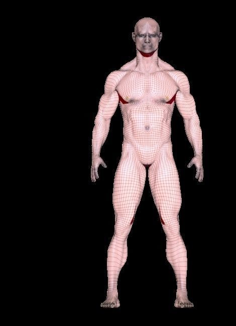 base mesh anatomy for game  Free low-poly 3D model_8