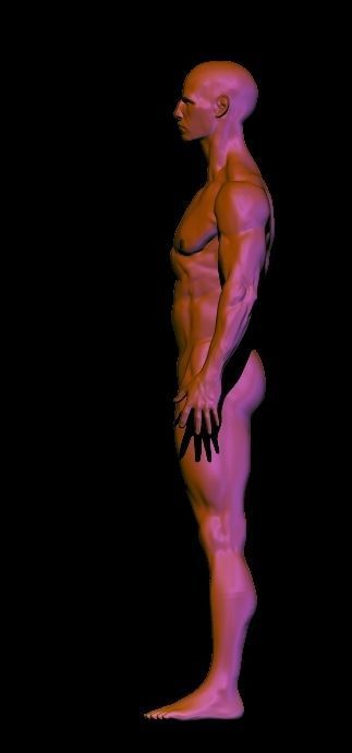 base mesh anatomy for game  Free low-poly 3D model_6