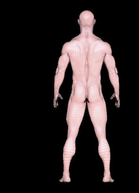 base mesh anatomy for game  Free low-poly 3D model_9