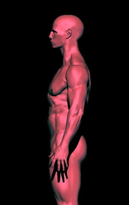 base mesh anatomy for game  Free low-poly 3D model_7