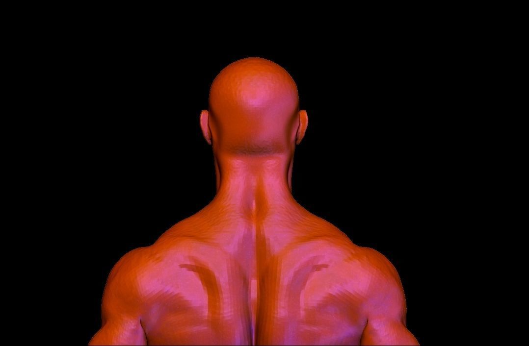 base mesh anatomy for game  Free low-poly 3D model_10