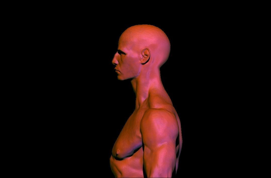 base mesh anatomy for game  Free low-poly 3D model_11