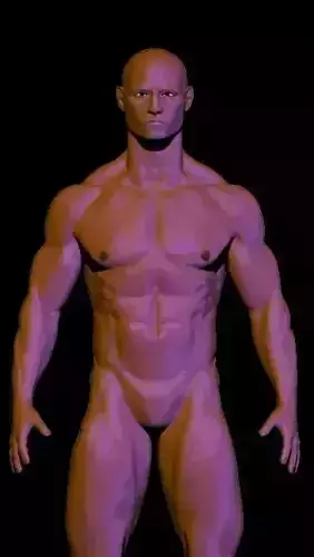 base mesh anatomy for game  Free low-poly 3D model