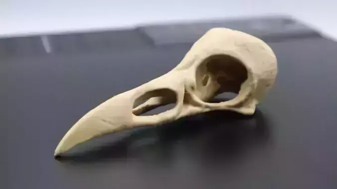 Raven Skull 3D Print