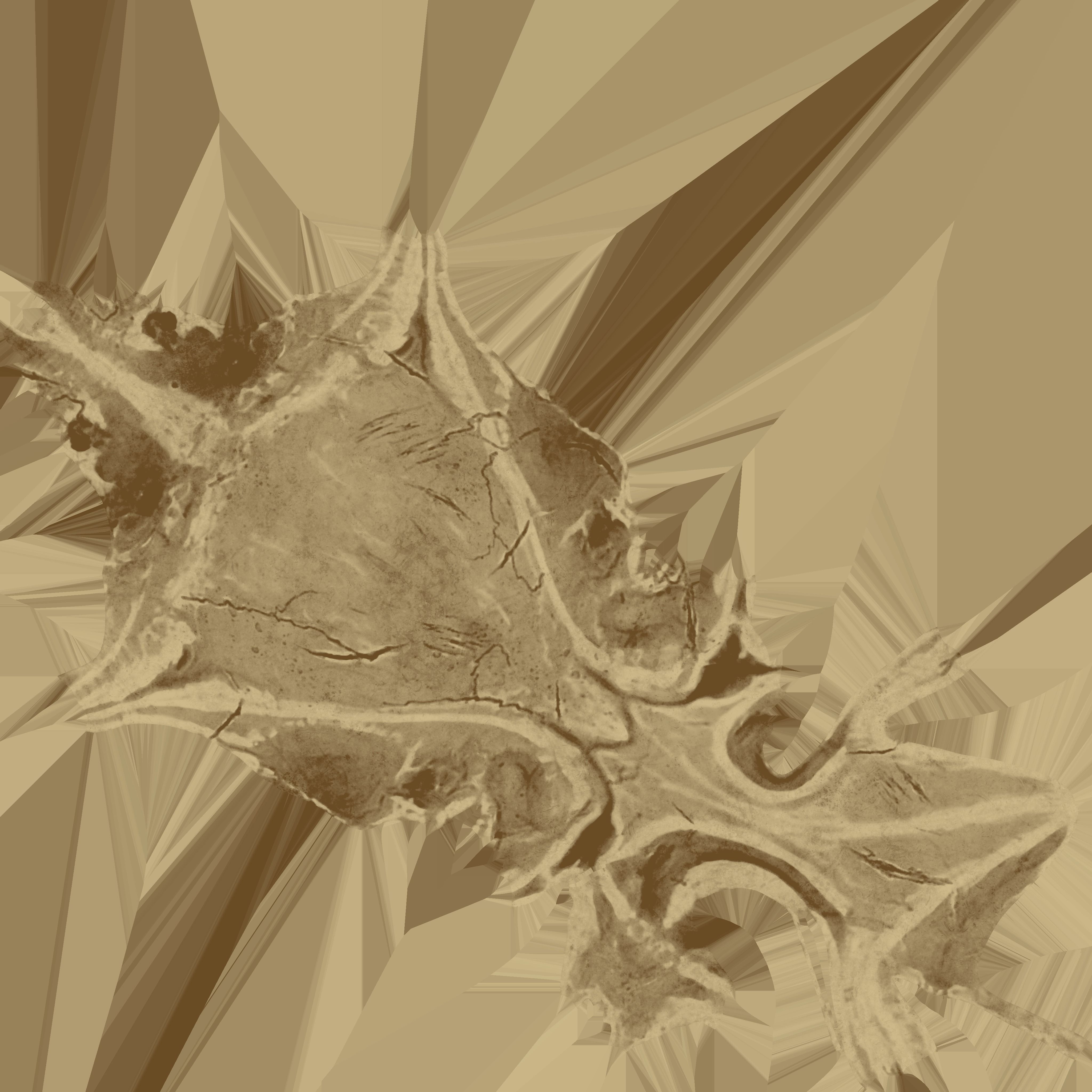 Raven Skull Low-poly 3D model_4