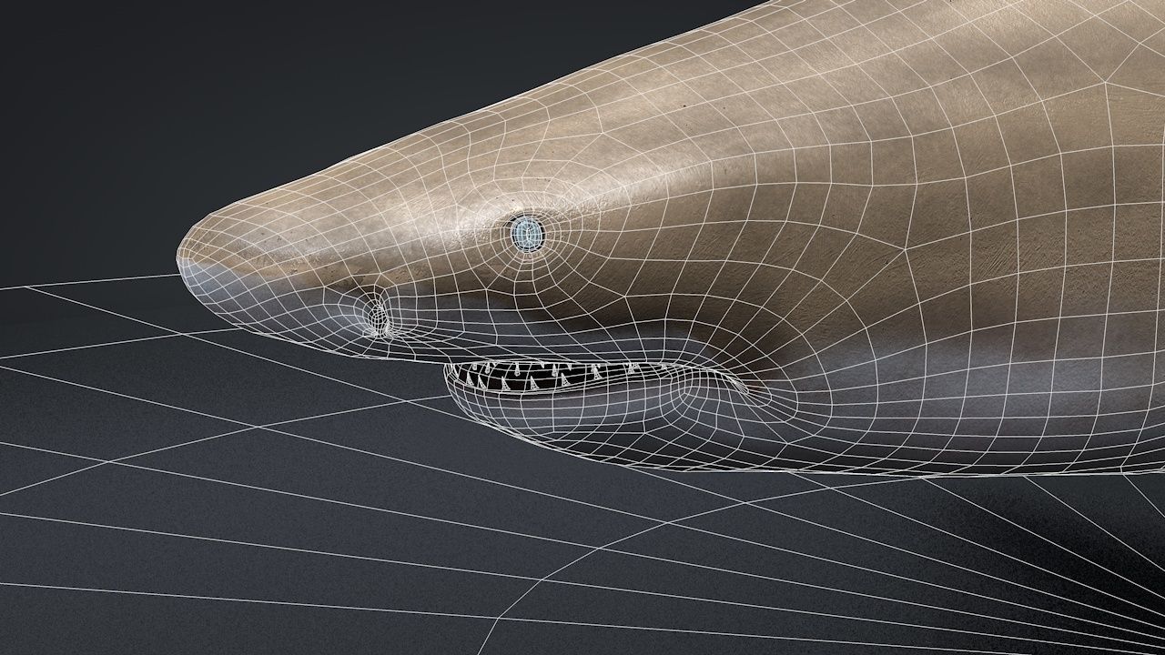 Lemon Shark Low-poly 3D model_17