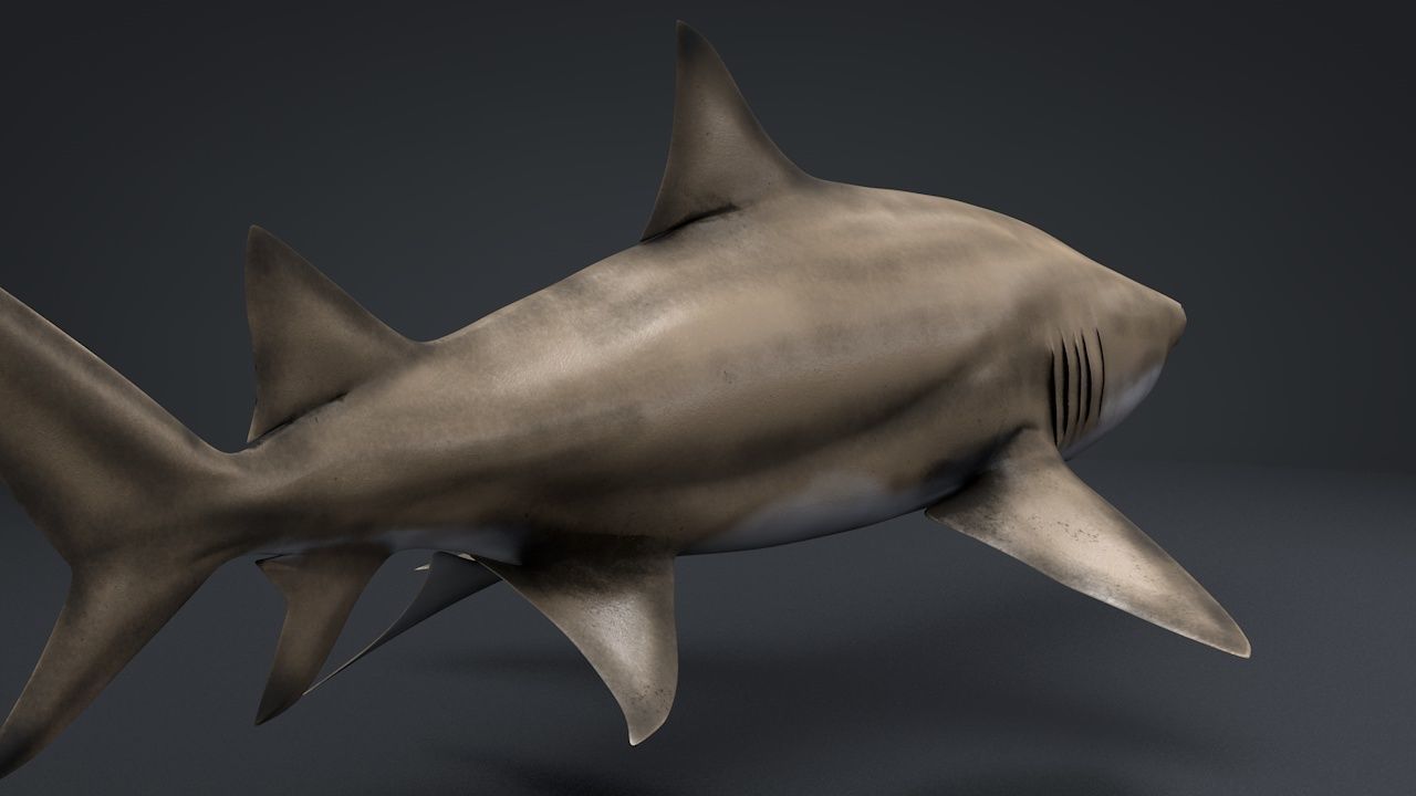 Lemon Shark Low-poly 3D model_6