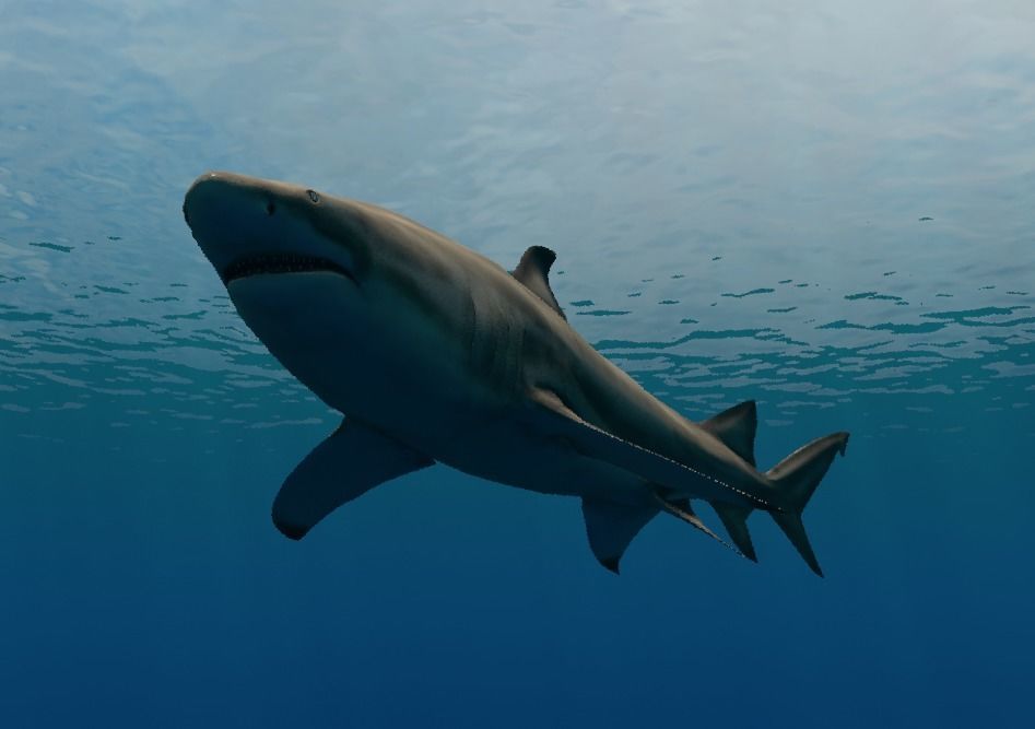 Lemon Shark Low-poly 3D model_28