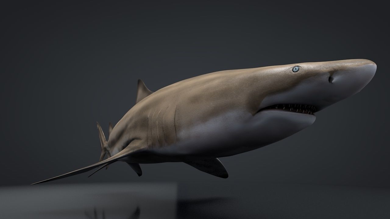 Lemon Shark Low-poly 3D model_13