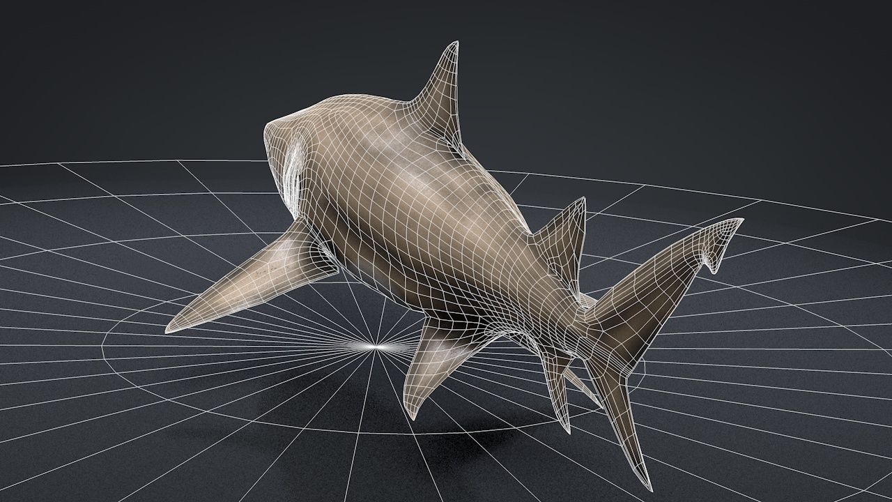 Lemon Shark Low-poly 3D model_19