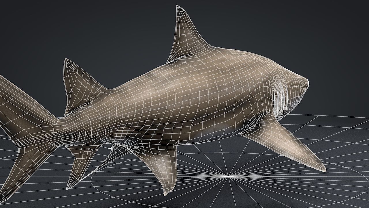 Lemon Shark Low-poly 3D model_18