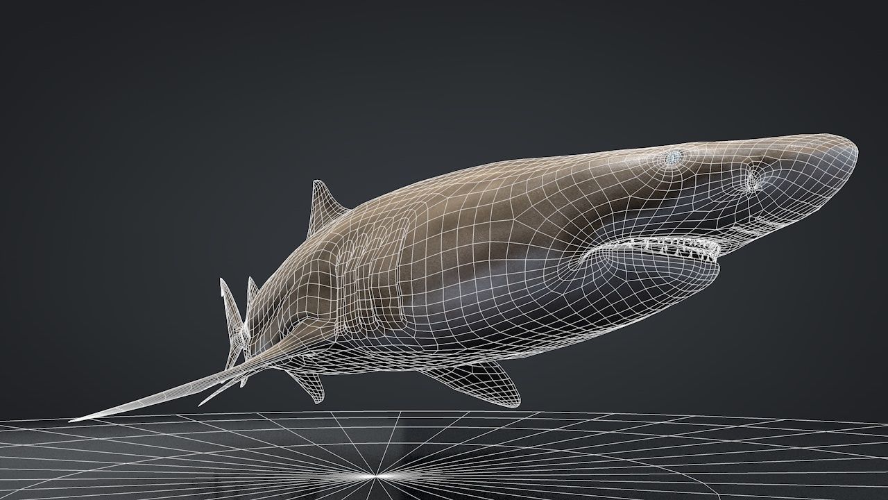 Lemon Shark Low-poly 3D model_25