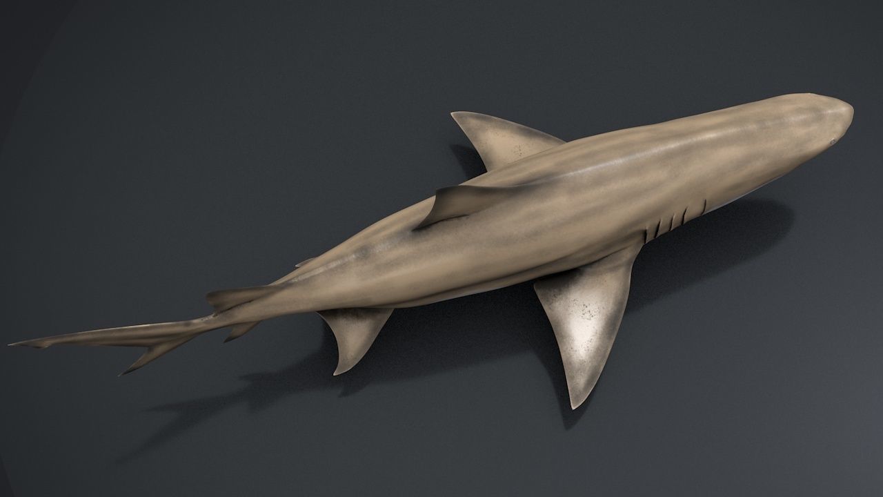 Lemon Shark Low-poly 3D model_10