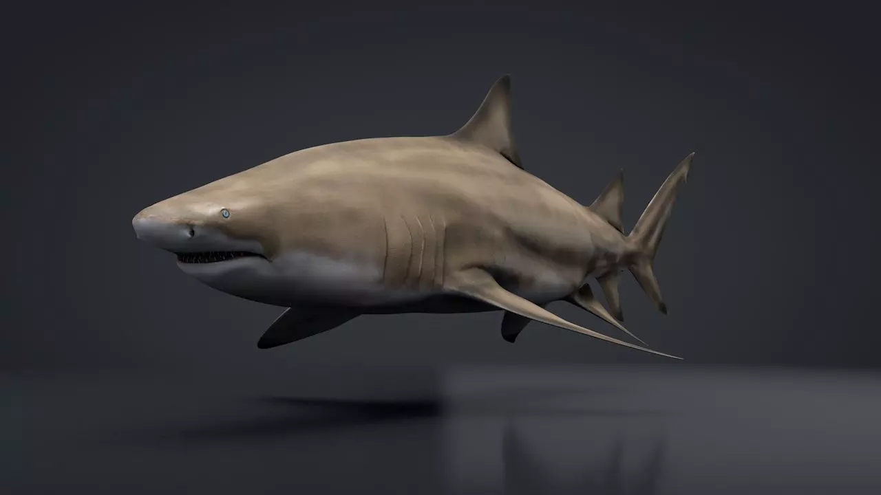 Lemon Shark Low-poly 3D model_0