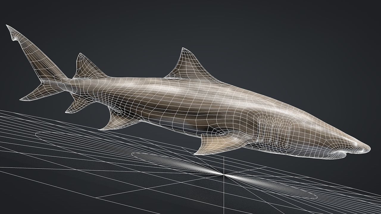 Lemon Shark Low-poly 3D model_21