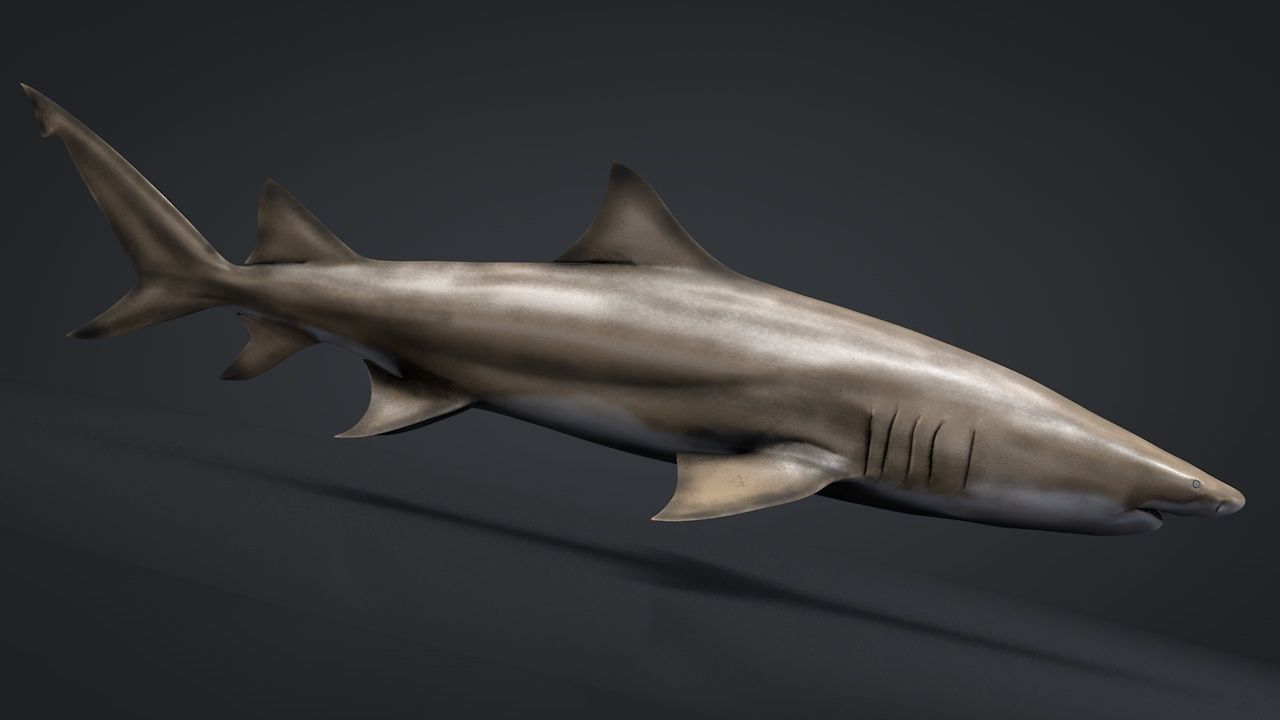 Lemon Shark Low-poly 3D model_9