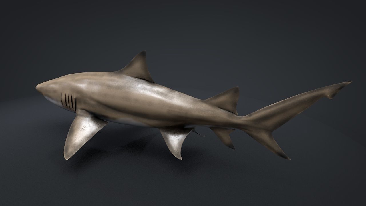 Lemon Shark Low-poly 3D model_12