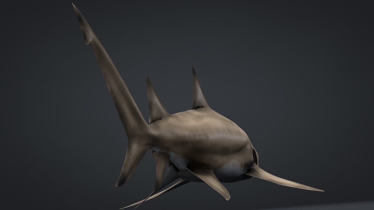 Lemon Shark Low-poly 3D model_11